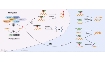 靶向RNA m6A修饰用于肿瘤免疫治疗