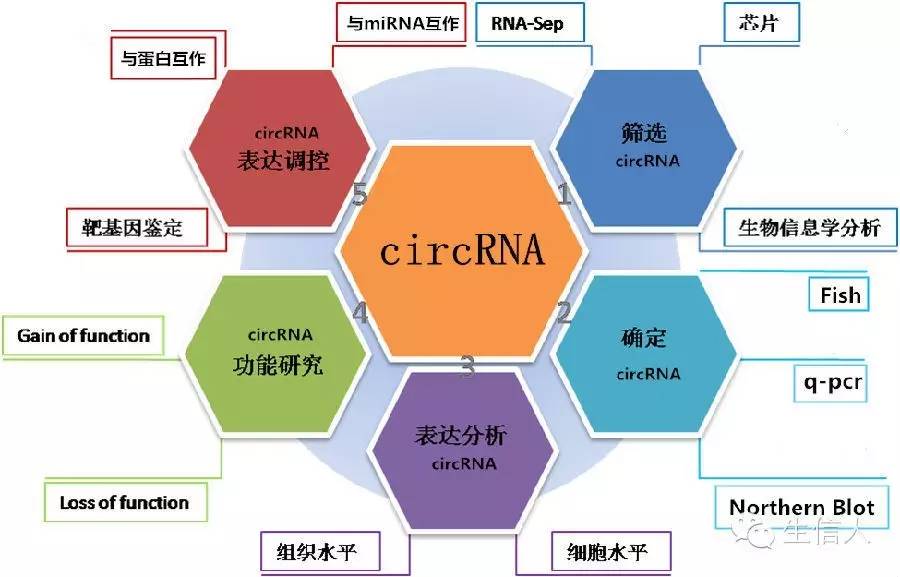 Circular RNA研究现状