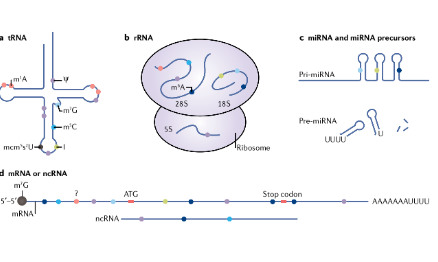 值得收藏：扎堆儿的多RNA修饰思路汇总