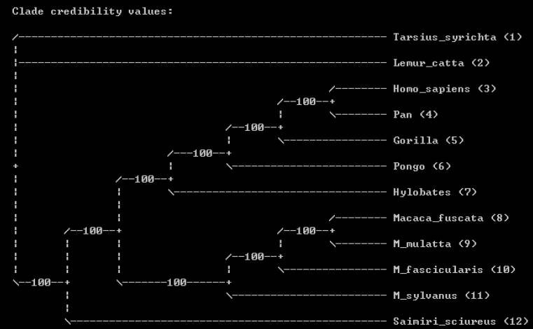 使用贝叶斯方法构建系统发育树—MrBayes