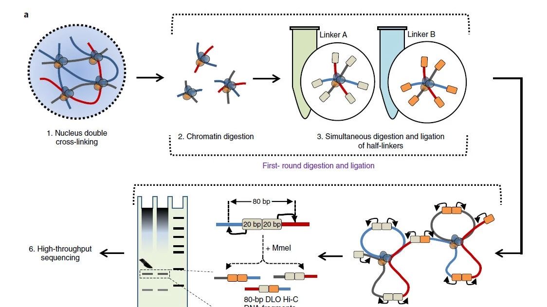 一文了解3D基因组测序技术