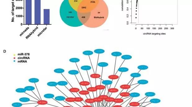 猪的cirRNA数据库都有了，其他物种是不是要赶紧动起来