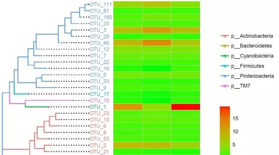 如何更美的绘制进化树