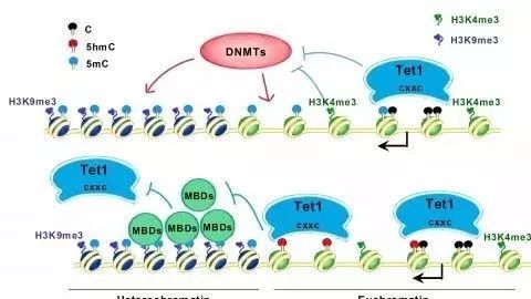 甲基化450k芯片数据的处理和分析软件汇总