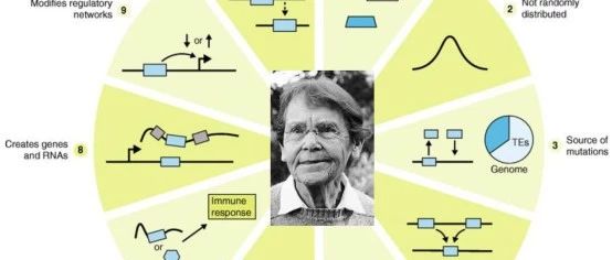 关于转座子你应该了解的十一件事