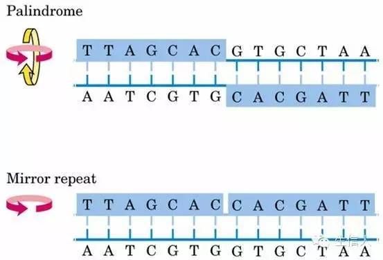 RepeatMasker软件介绍