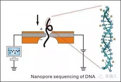 第三代单分子动植物全基因组De novo测序