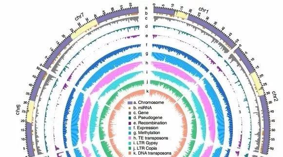 四天之内小麦D基因组两连发