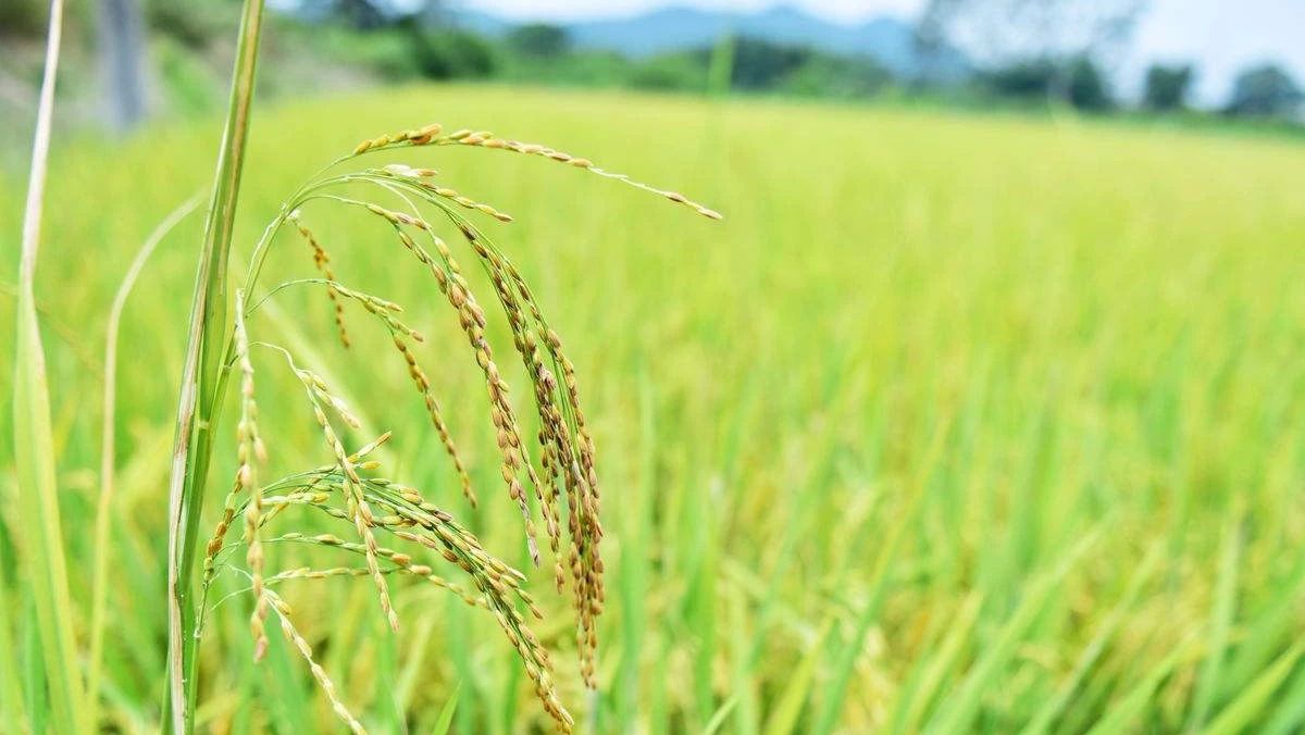 水稻改名背后的故事