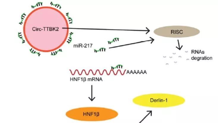 circRNA的2017|收藏