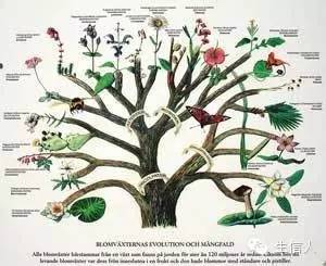 分子进化树构建及数据分析的简介