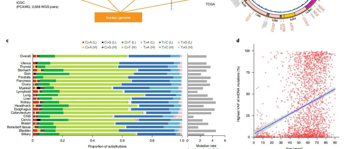Nature Genetics|人类癌症中线粒体基因组分析
