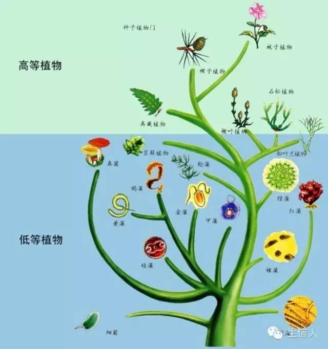 phyml构树软件手册