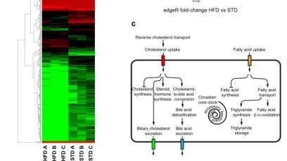lncRNA和甲基化联合分析文章解读