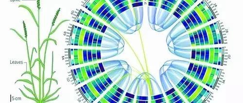 小麦基因组图谱的绘制入选世界十大科技进展