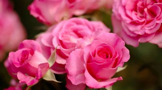 月季中重要性状的定位