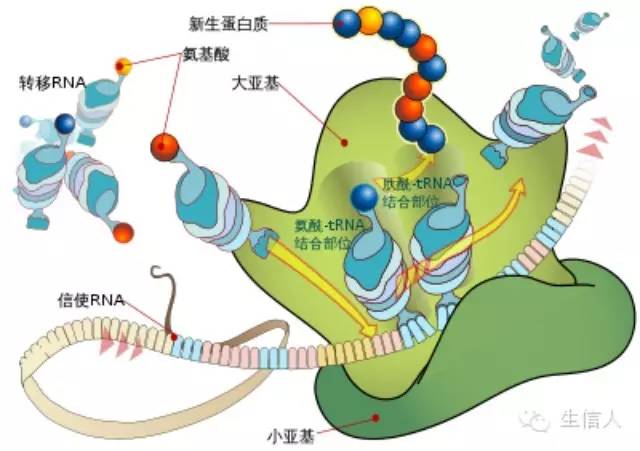 ncRNA研究进展综述