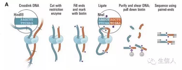 Hi-C挂载染色体原理大起底-通俗版