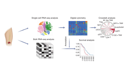 单细胞水平的肿瘤微环境研究，扎扎实实13分~