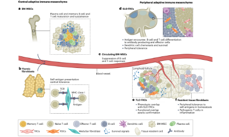 SXR2023030012C+Nature高分综述：CAFs in cancer