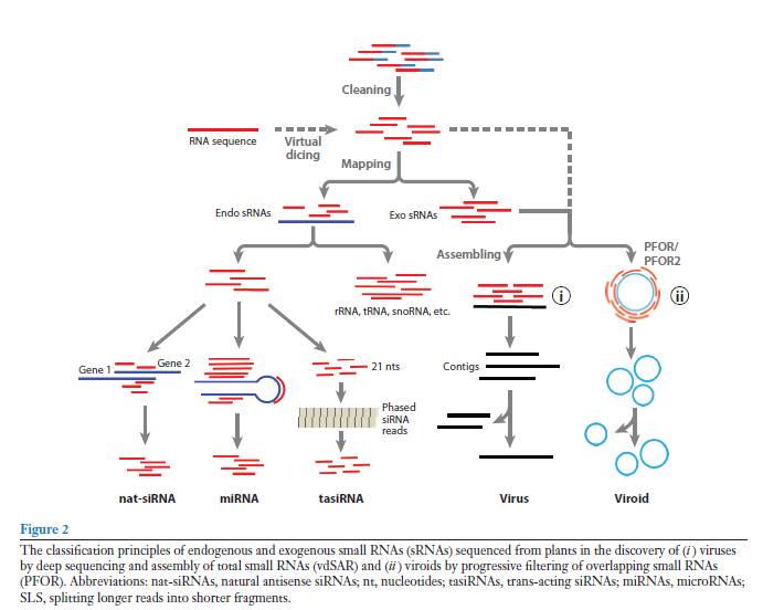 利用二代测序技术鉴定病毒