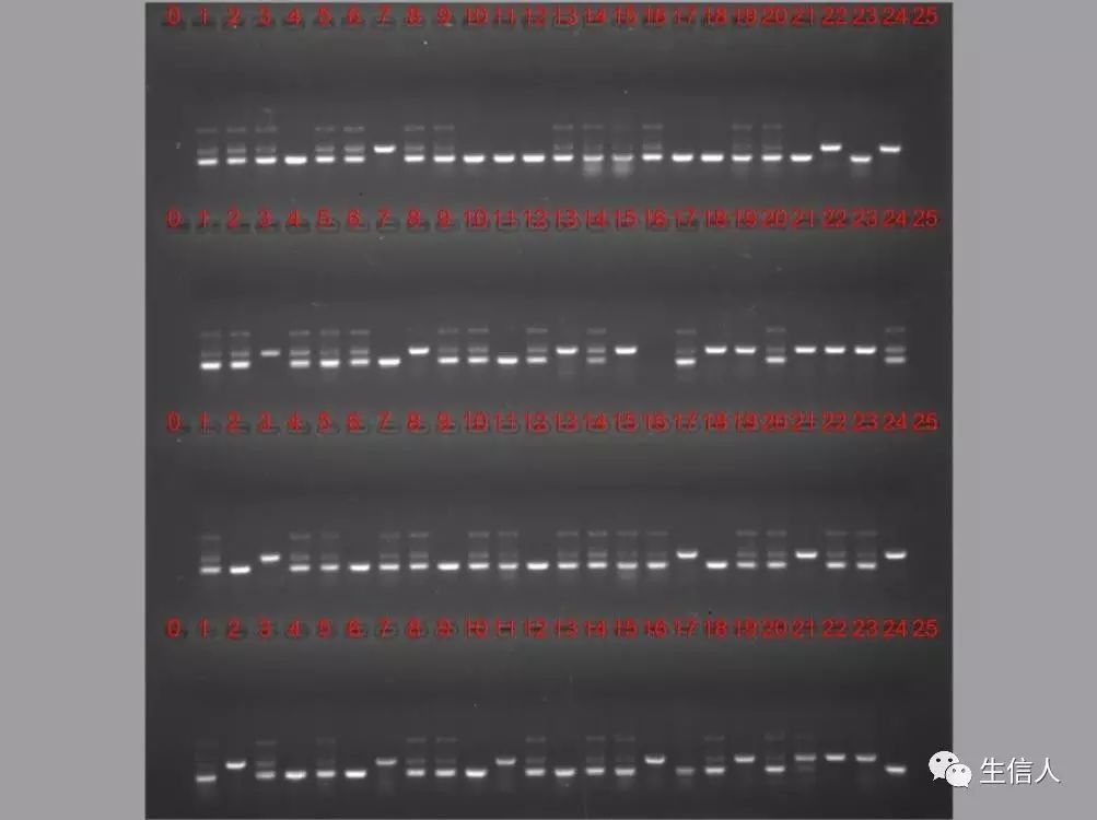 duang duang电泳胶图自动编号软件--生信人首发