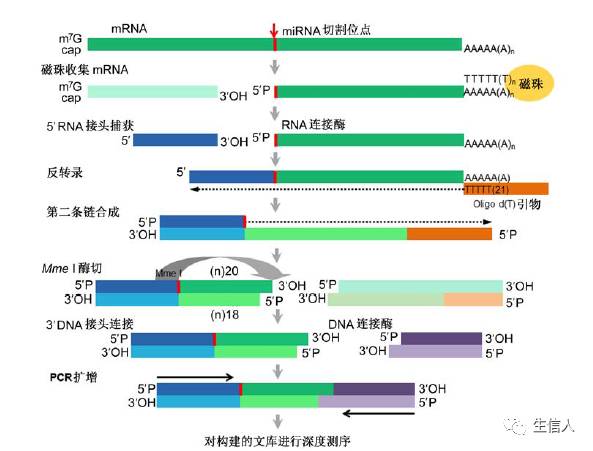 降解组测序简单了解