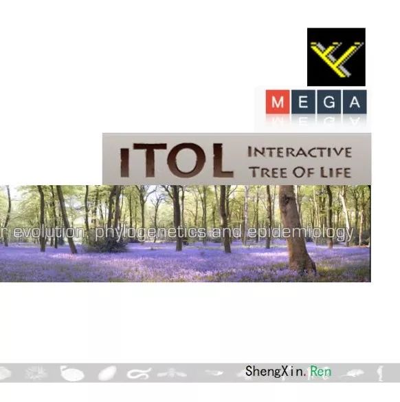 进化树构建视频课程