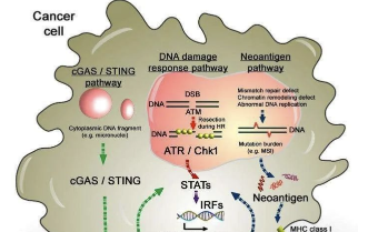 Nature新热点：干扰素刺激因子（STING）