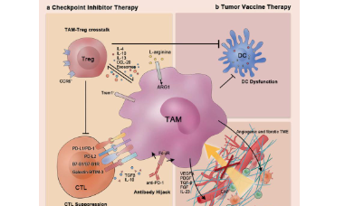 爆点：肿瘤相关巨噬细胞（TAM）