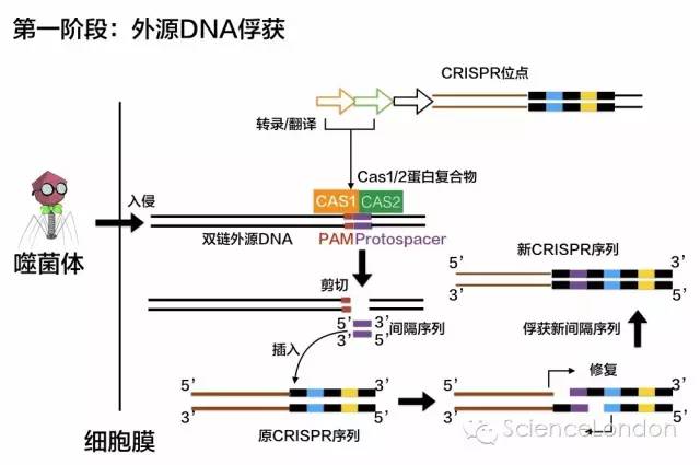 五分钟看懂CRISPR/Cas技术