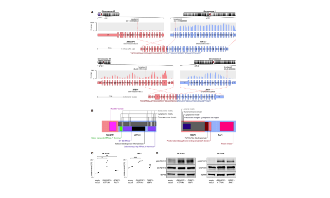 RNA-seq识别基因融合新方法