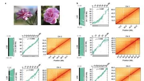 如何绘制Hi-C全基因组互作图谱--以Nature Genetics月季基因组文章为例