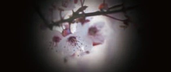 NG：迄今为止最大的视神经形态学全基因组关联研究
