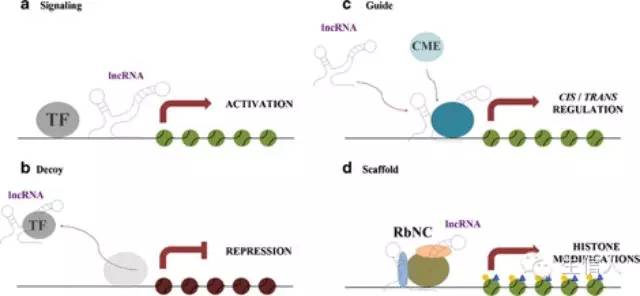 探究蛋白质和lncRNA的互作