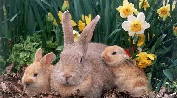 生而有涯的斐波拉契兔子