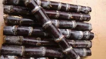 重磅｜同源八倍体甘蔗基因组Nature Genetics发布