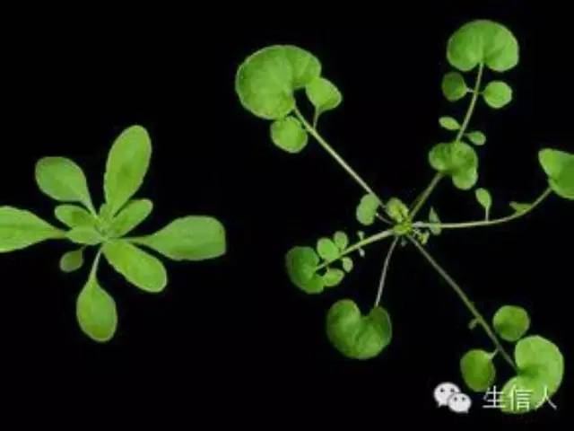 植物功能基因组学研究技术的发展