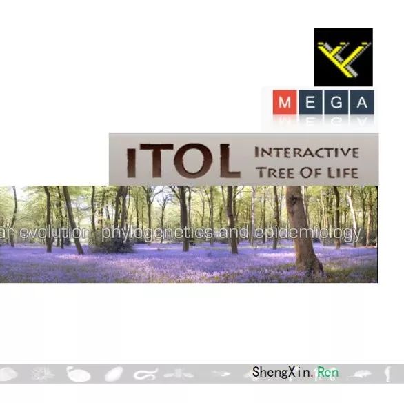 进化树构建视频课程