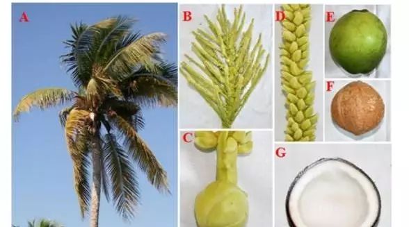 大额牛、椰子、人参