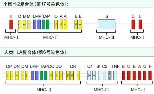 基因家族定义----张亮生