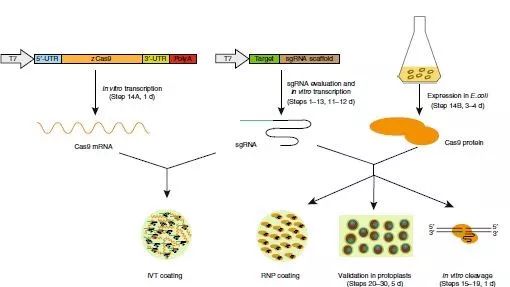 Nature Protocol|六倍体小麦基因组编辑系统