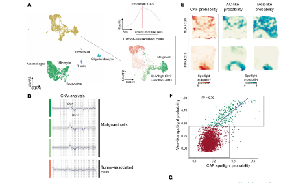 SXR2023030001C+scRNA-seq和空间转录组研究恶性胶质瘤中的CAF