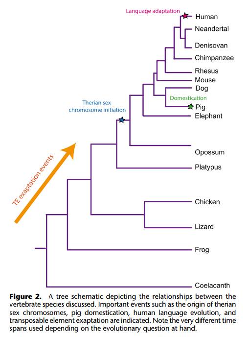 比较基因组学对进化和人类疾病的研究
