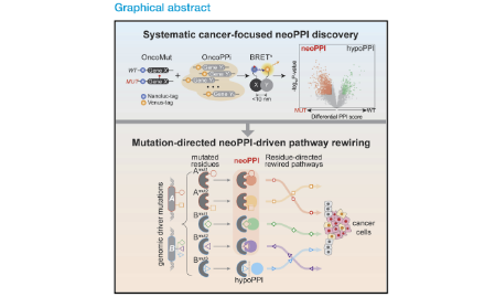 SXR202205033C-橘子-系统性地发现与验证癌症中突变导致的新蛋白质-蛋白质相互作用
