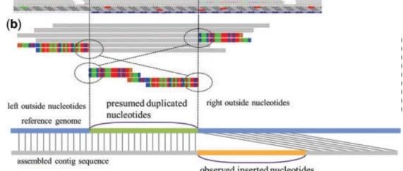 快速易上手的内部串联重复检测工具——Genomon ITDetector