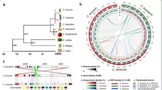 辣椒基因组文章揭示反转座子导致大量抗病基因出现
