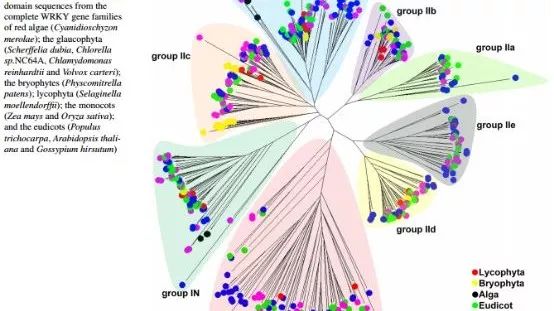 一步一步教你构建进化树（ML树）