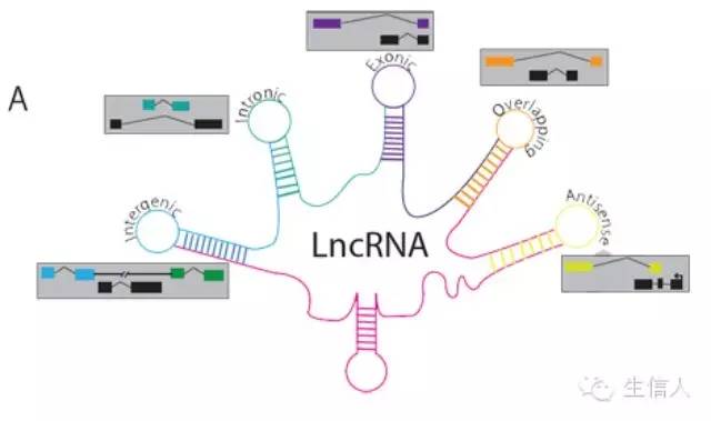 lncRNA常用的研究策略，你造吗？