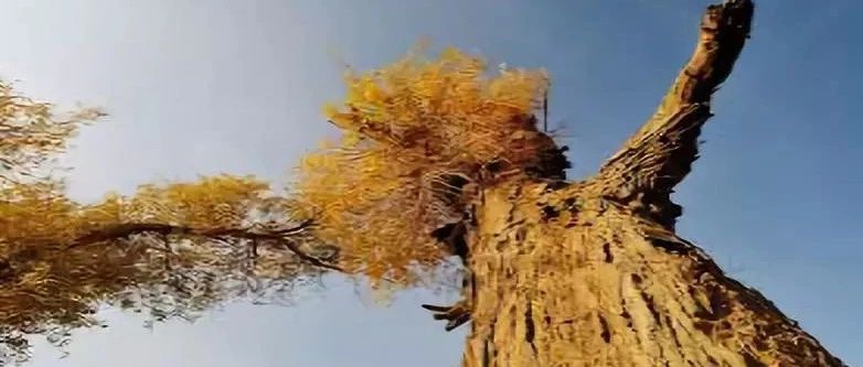 两个帮你追踪学者动态的数据库